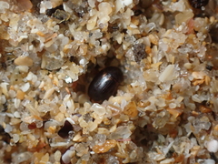Cercyon littoralis