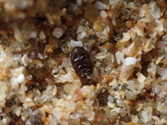 Cercyon littoralis