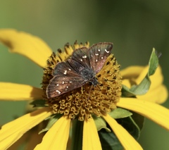 Piruna polingii