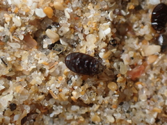 Cercyon littoralis
