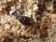 Cercyon littoralis