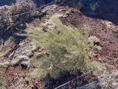 Genista benehoavensis