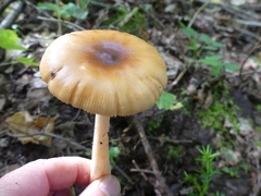 Amanita crocea