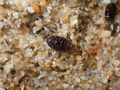 Cercyon littoralis