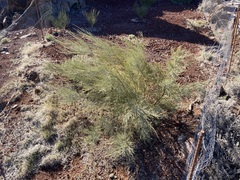 Genista benehoavensis