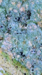 Quercus similis