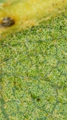 Quercus similis