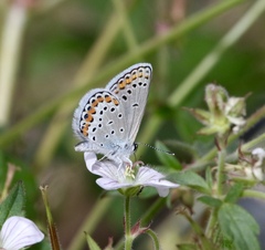 Plebejus melissa
