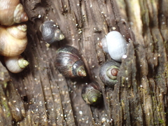 Melarhaphe neritoides