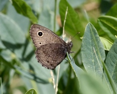 Cercyonis oetus