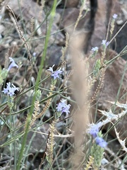 Lavandula subnuda