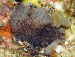 Dendrodoris elongata