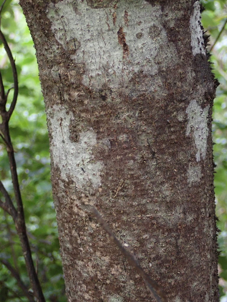 Nothofagus × solfusca