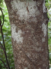 Nothofagus × solfusca