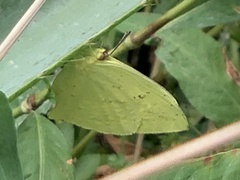Phoebis neocypris