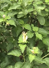 Mylothris rueppellii