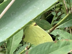 Phoebis neocypris
