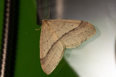 Operophtera rectipostmediana