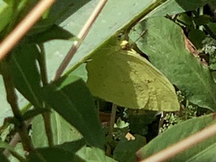 Phoebis neocypris