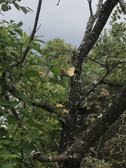 Mylothris rueppellii