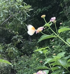 Mylothris rueppellii