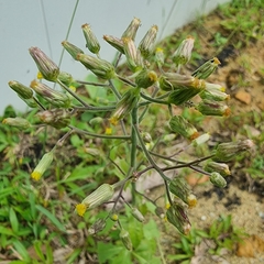 Blumea paniculata