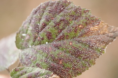 Phragmidium violaceum