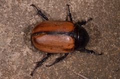 Eupatorus gracilicornis