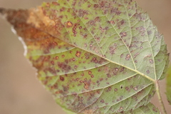 Phragmidium violaceum