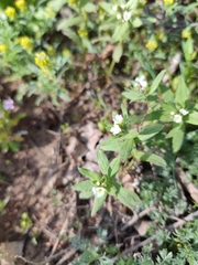 Buglossoides czernjajevii