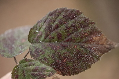 Phragmidium violaceum