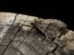 Operophtera relegata