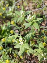 Buglossoides czernjajevii