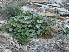 Cucurbita moschata