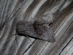 Orthosia opima