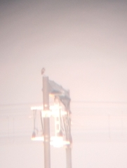 Ardea cinerea cinerea