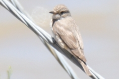 Muscicapa striata