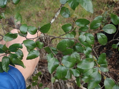 Nothofagus × solfusca