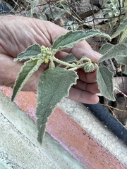 Chrozophora tinctoria