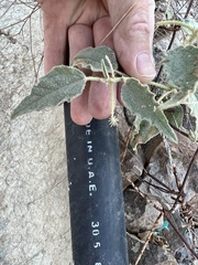 Chrozophora tinctoria