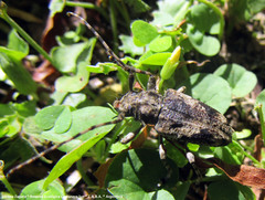 Aegomorphus jaspideus