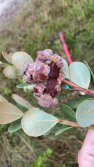 Exobasidium ferrugineae