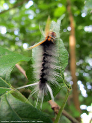 Halysidota ruscheweyhi