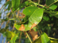 Septoria passiflorae