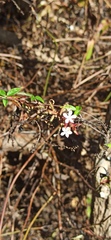 Plumbago zeylanica