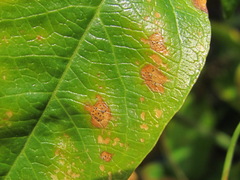 Septoria passiflorae