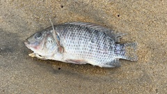 Oreochromis niloticus