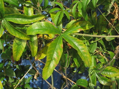 Septoria passiflorae