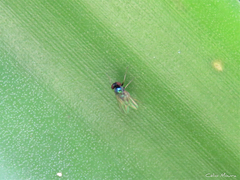Medeterinae