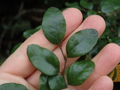Nothofagus × solfusca